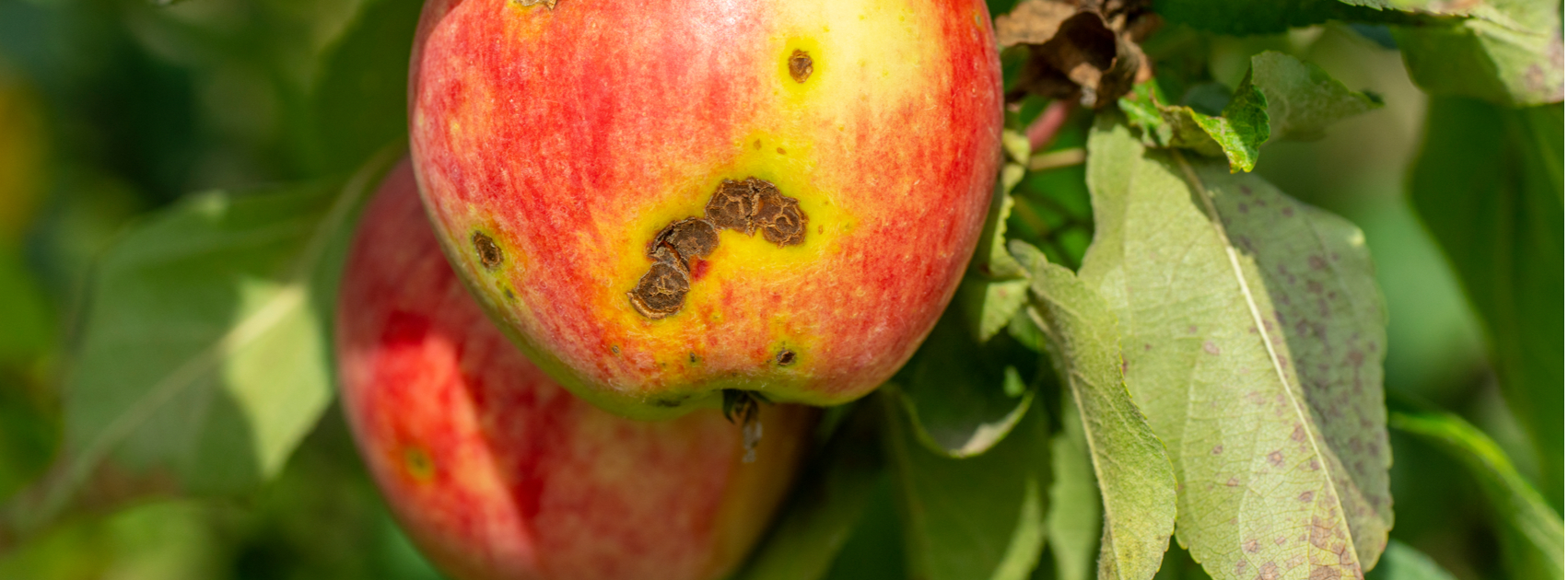 ziektes appelboom perenboom