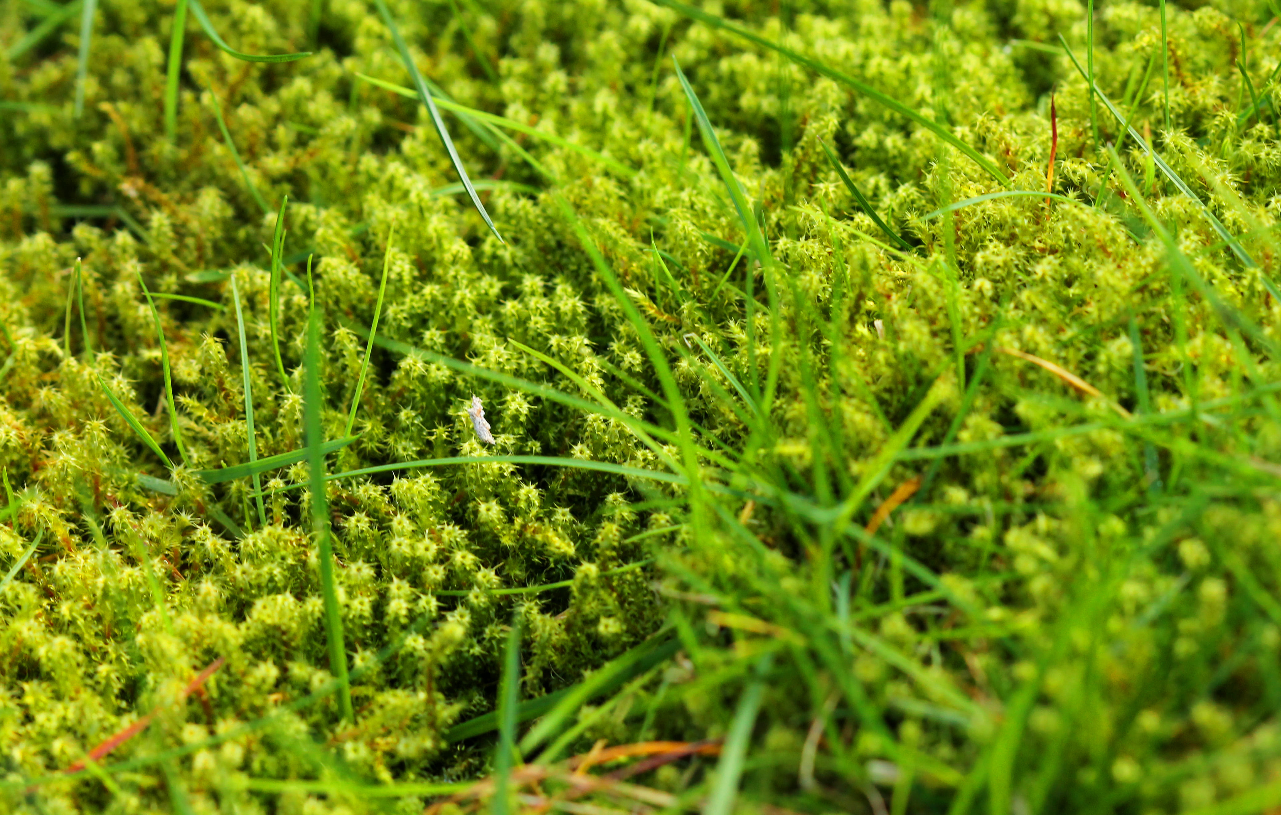 Close-up of moss growing in lawn