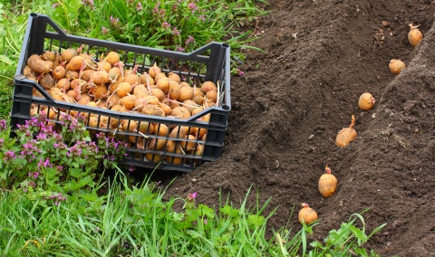 Quand planter les pommes de terre Quand planter les pommes de terre