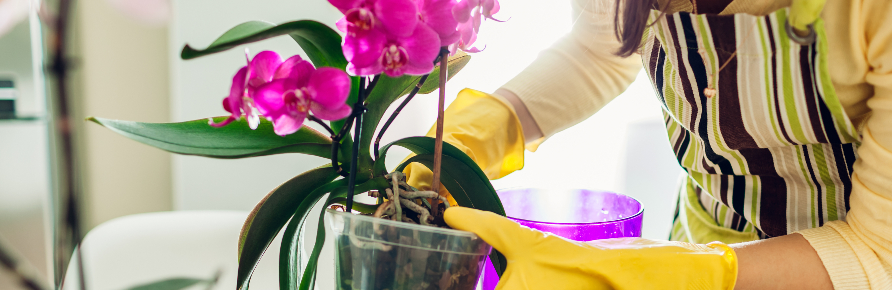  Podłoże do storczyków