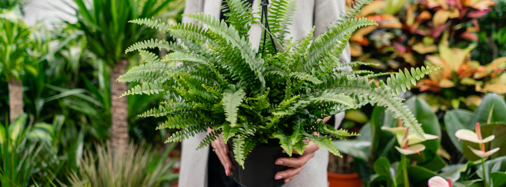 De perfecte kamerplant kiezen