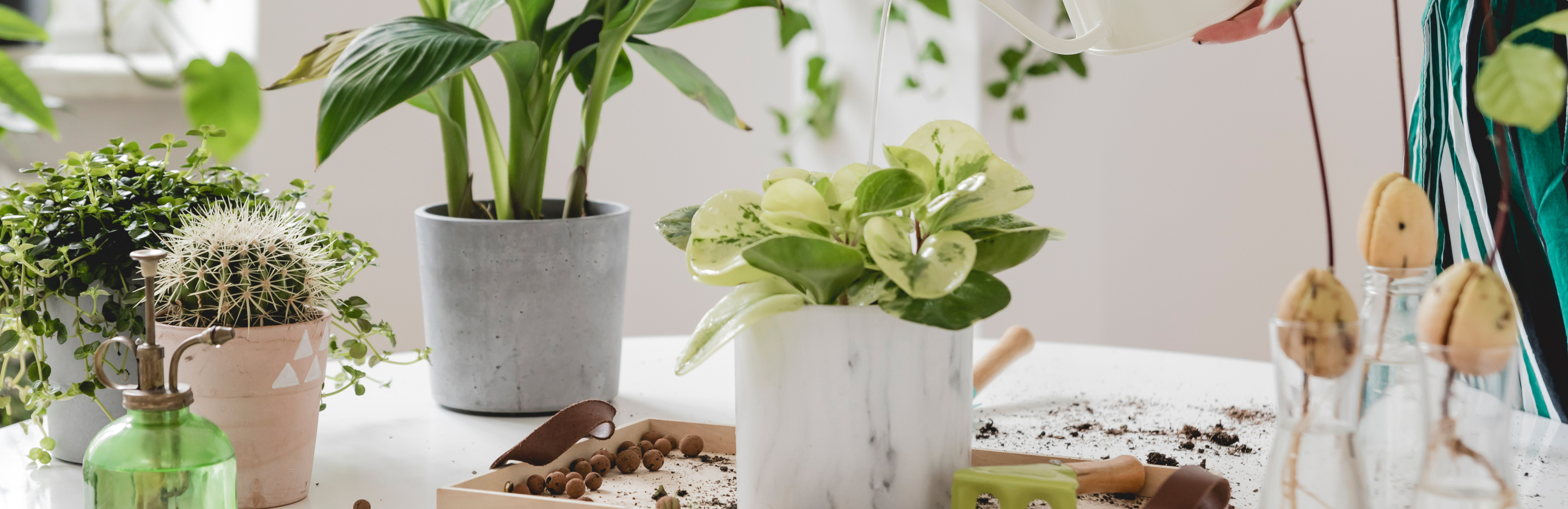  Sadzenie kwiatów domowych