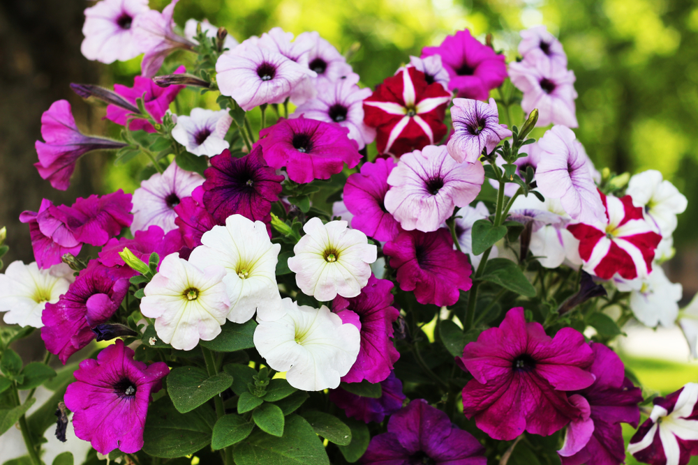 Quelles astuces pour accélérer la floraison des fleurs