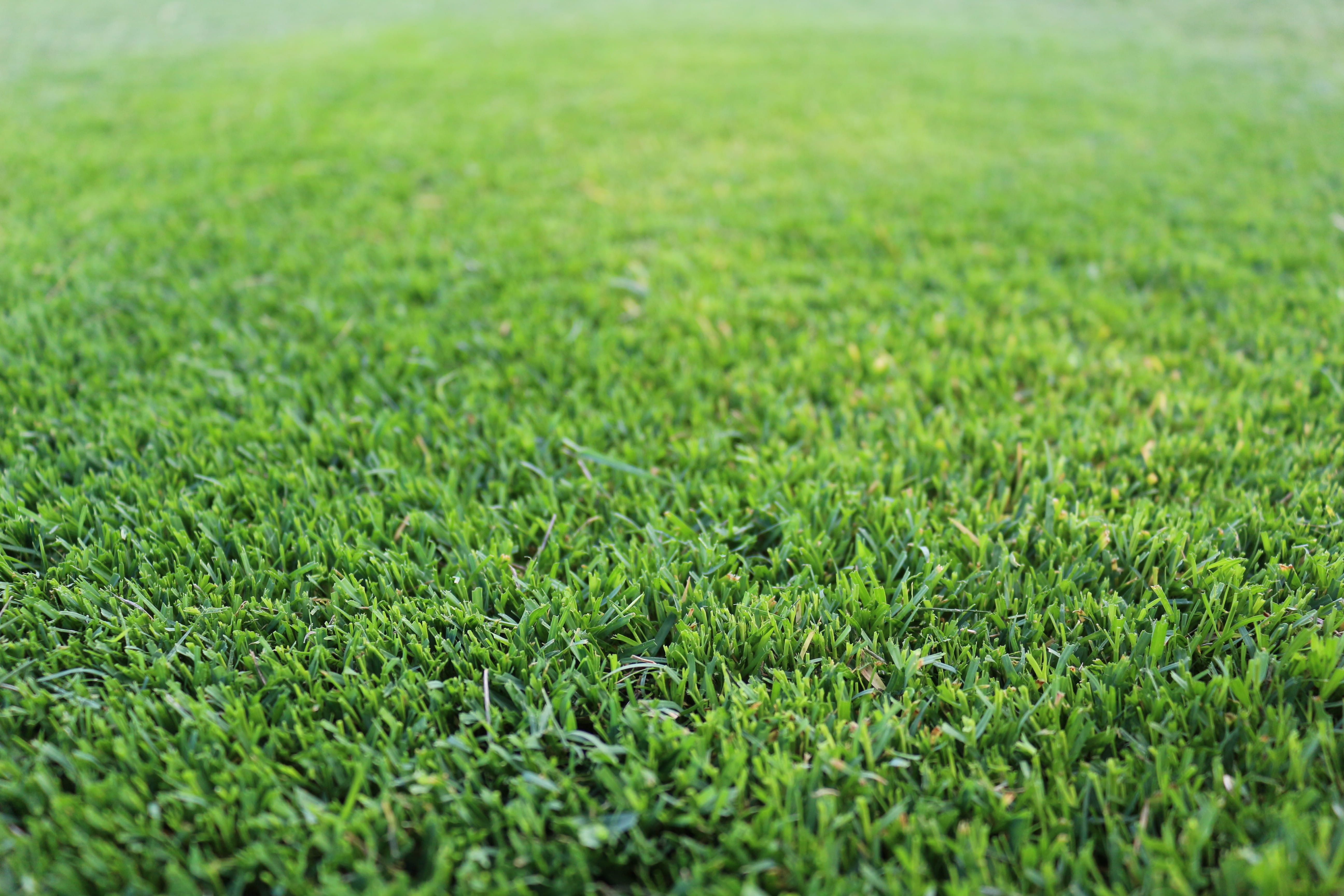 Close up of couch grass