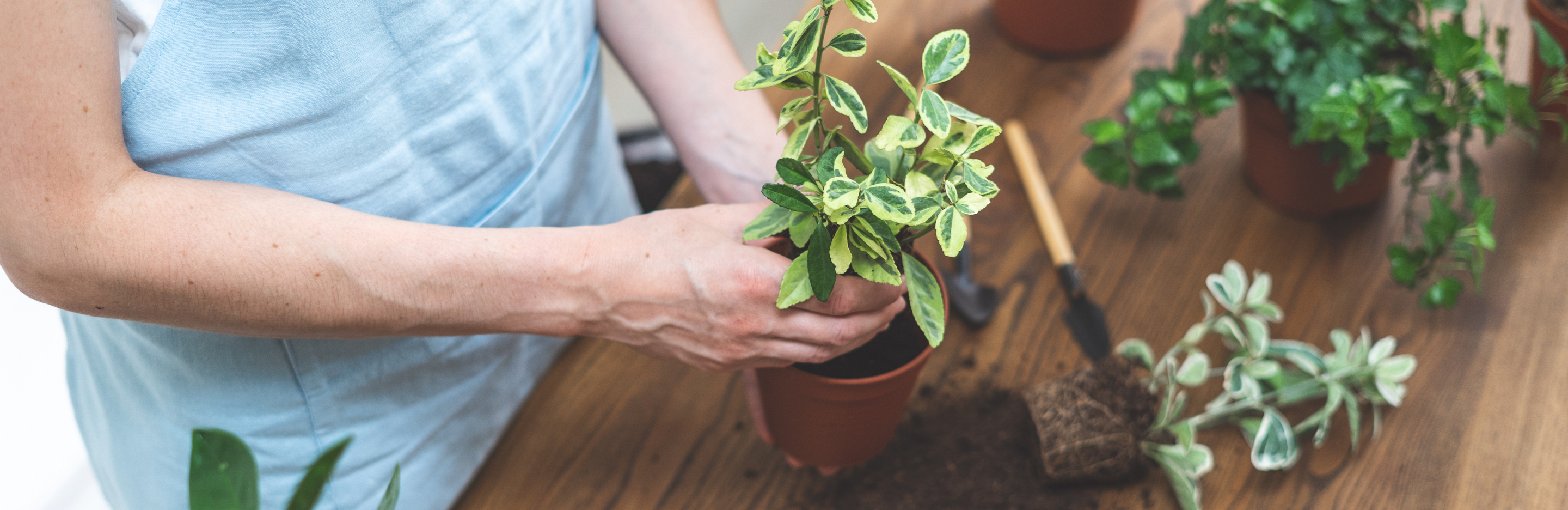  Przesadzanie roślin domowych