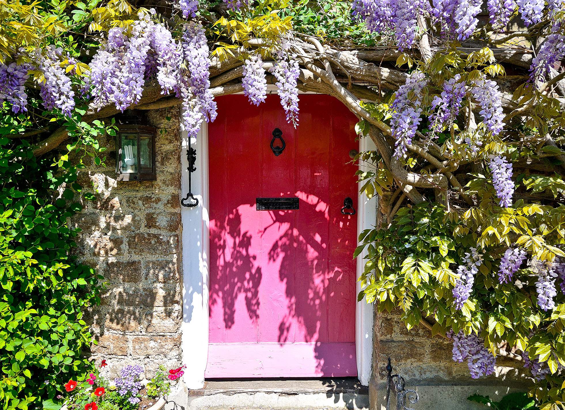 Garden Climbers | David Domoney | Miracle-Gro