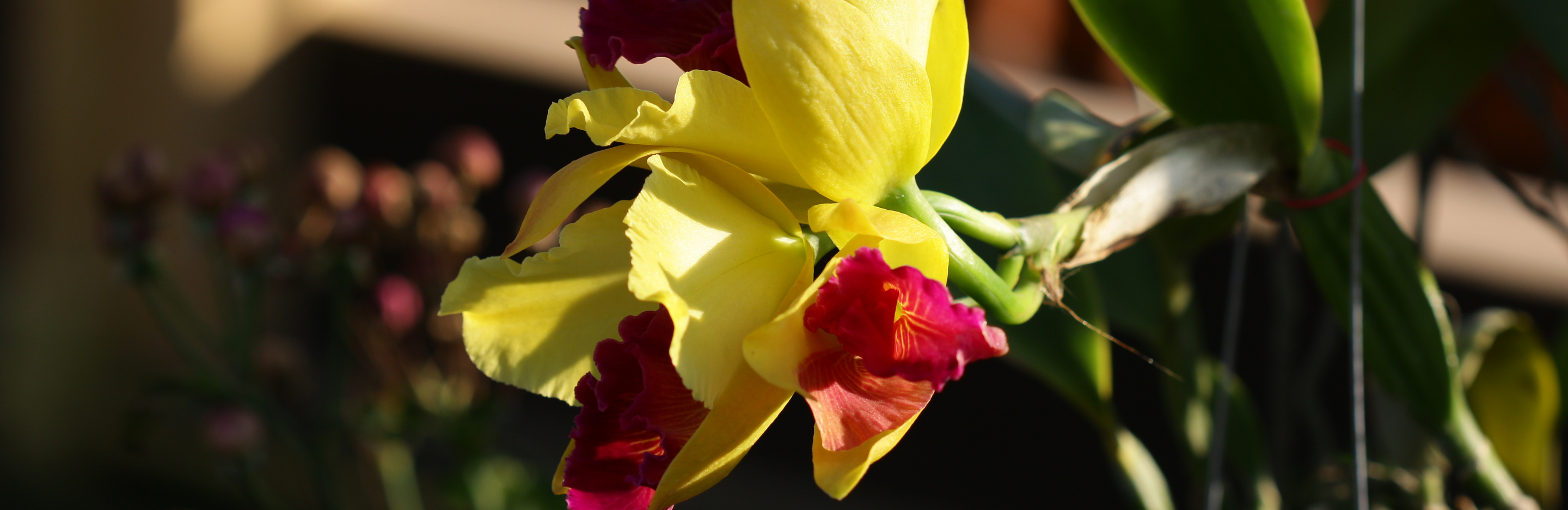  Storczyki - symbol miłości i piękna