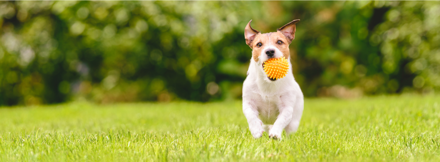 Cure d'été pour votre gazon