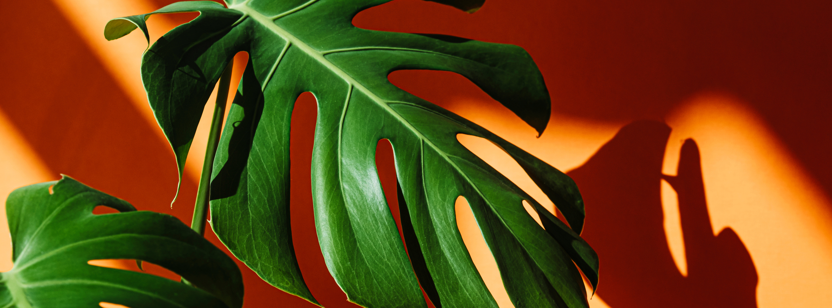Monstera of gatenplant