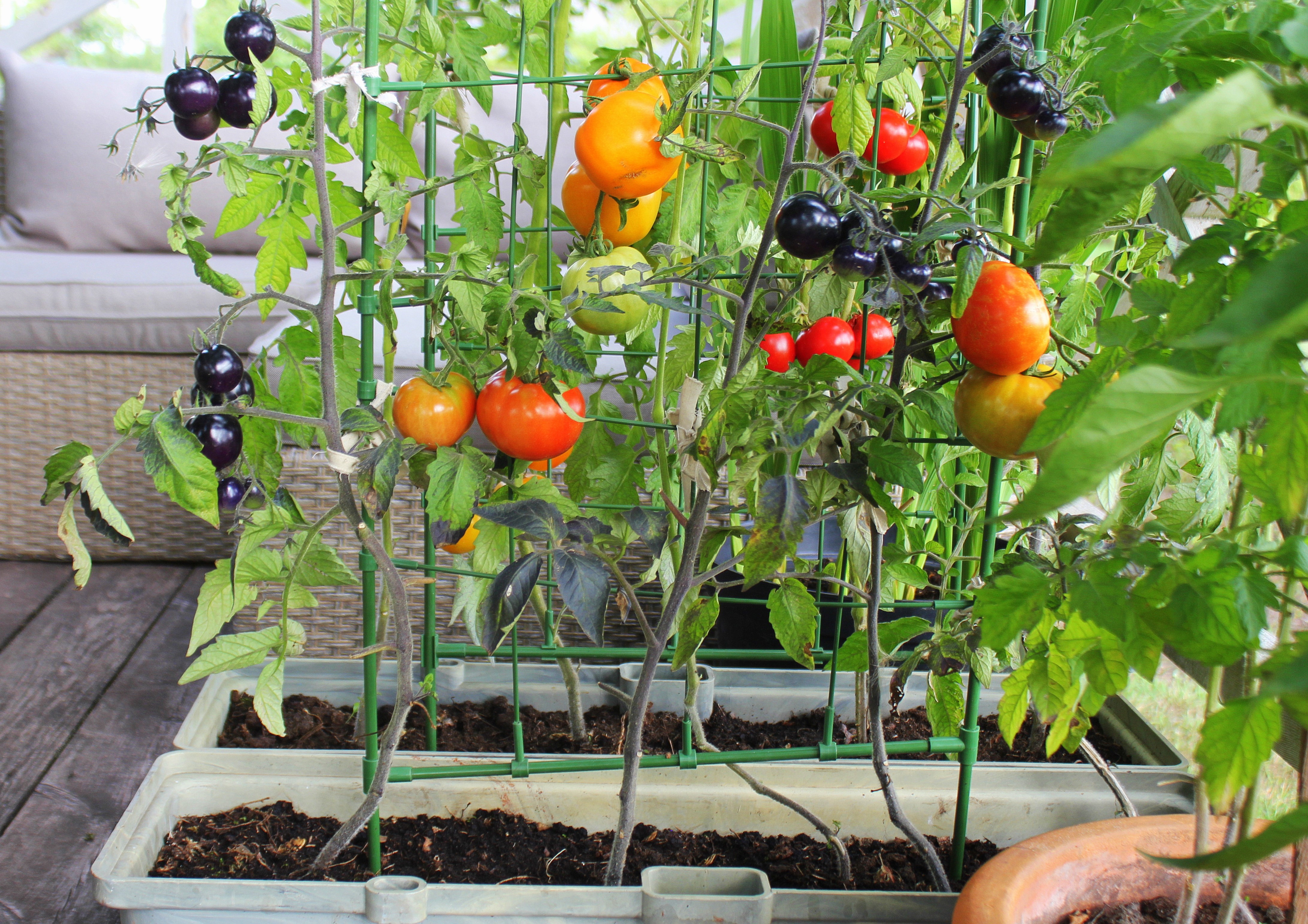 Planter with Tomatoes Ripening 