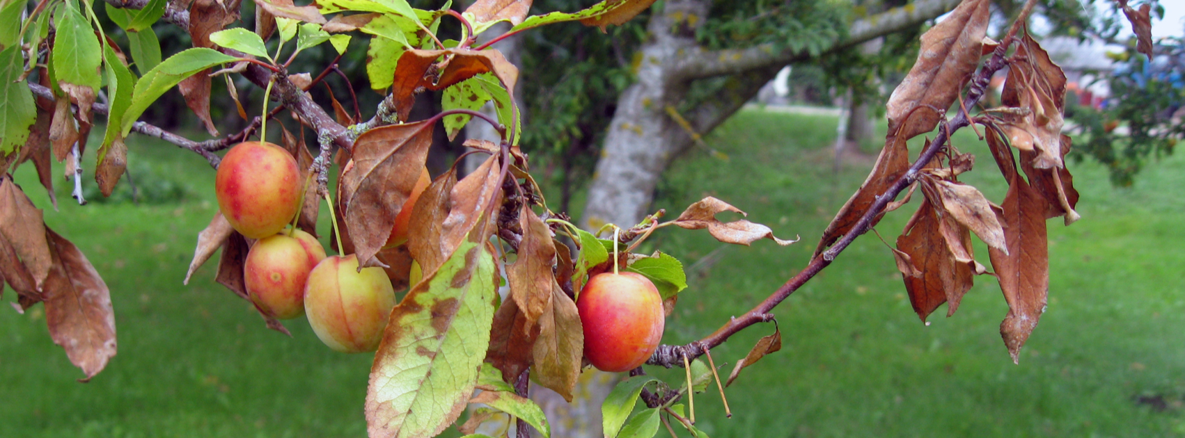 bacterievuur pruimelaar