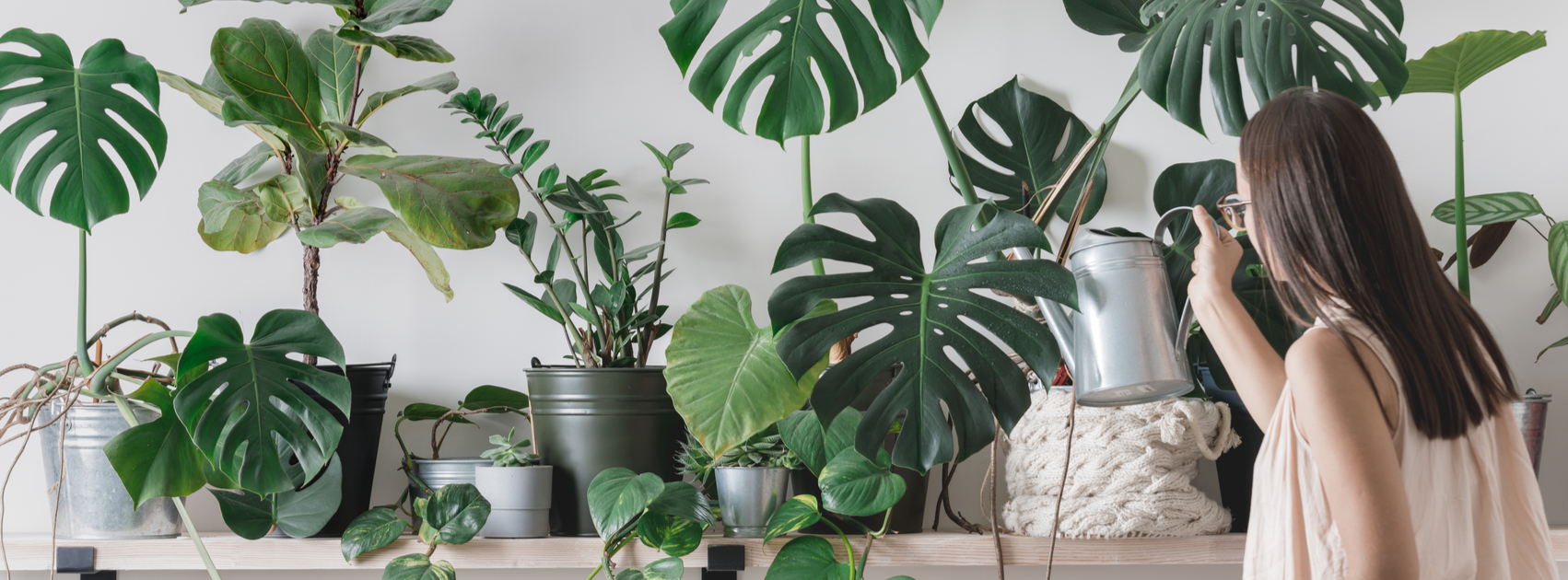 comment arroser les plantes