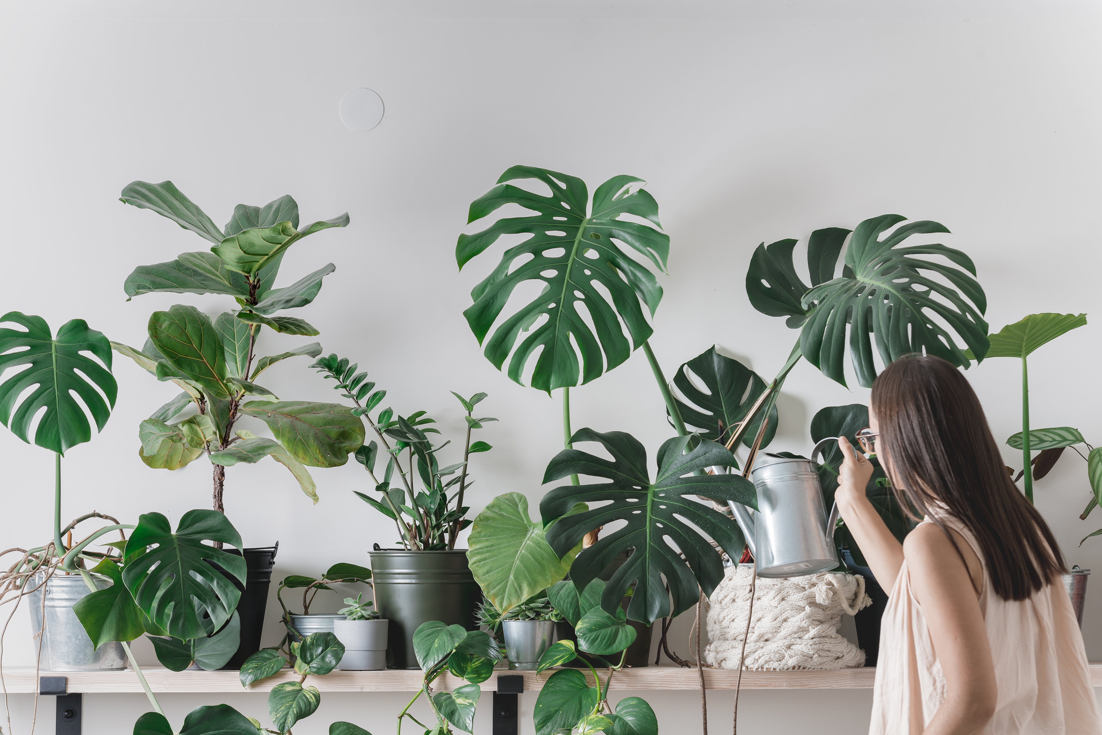 Caring for houseplants