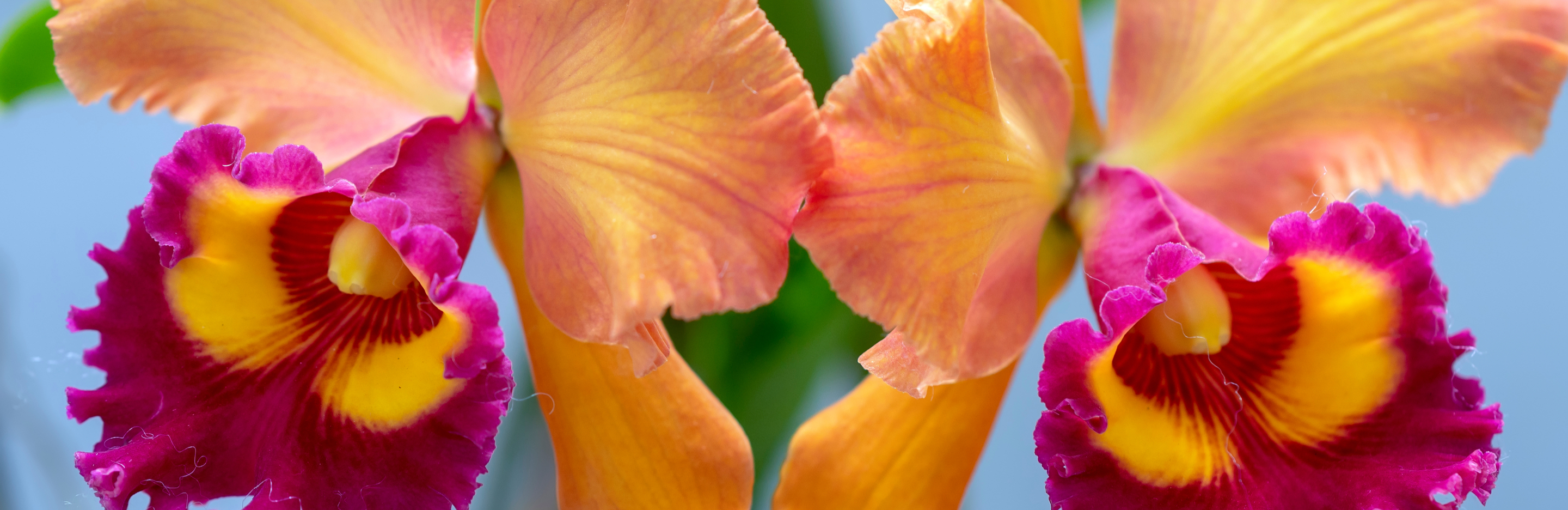  Pielęgnacja, nawożenie i podlewanie storczyka