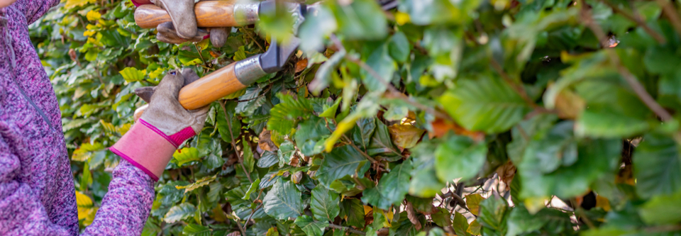 Beukenhaag snoeien