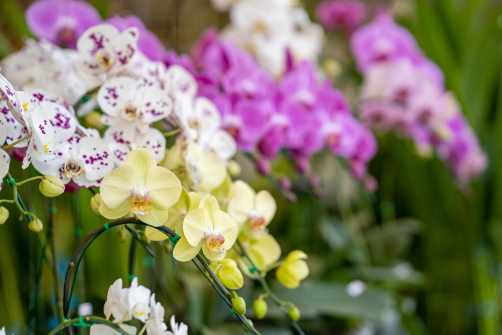 Les différentes variétés d'orchidées