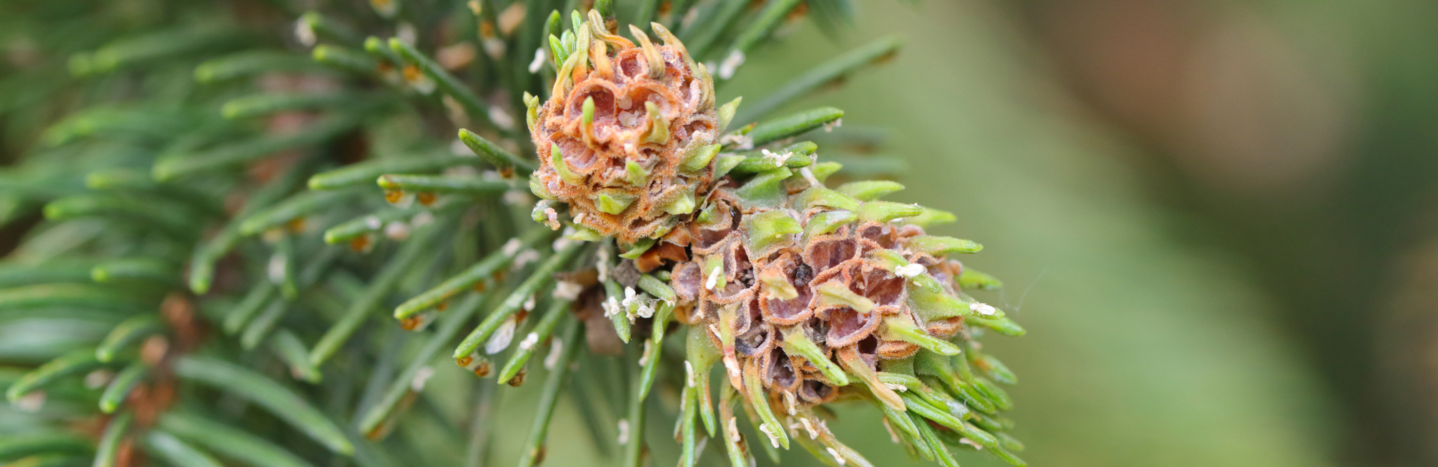 Jak dbać o świerki i modrzewie?