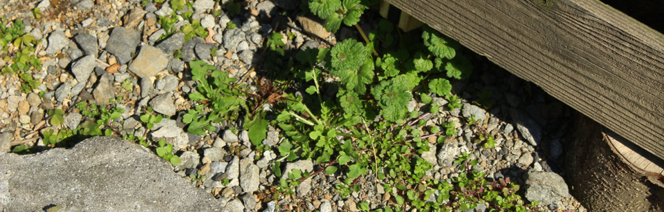 désherbants sans glyphosate