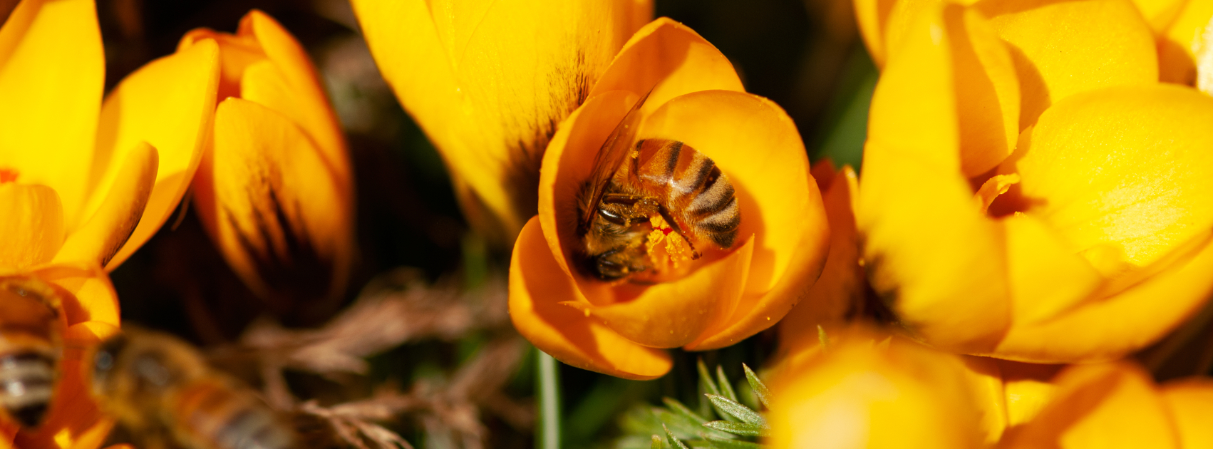 bloembollen voor de bijen