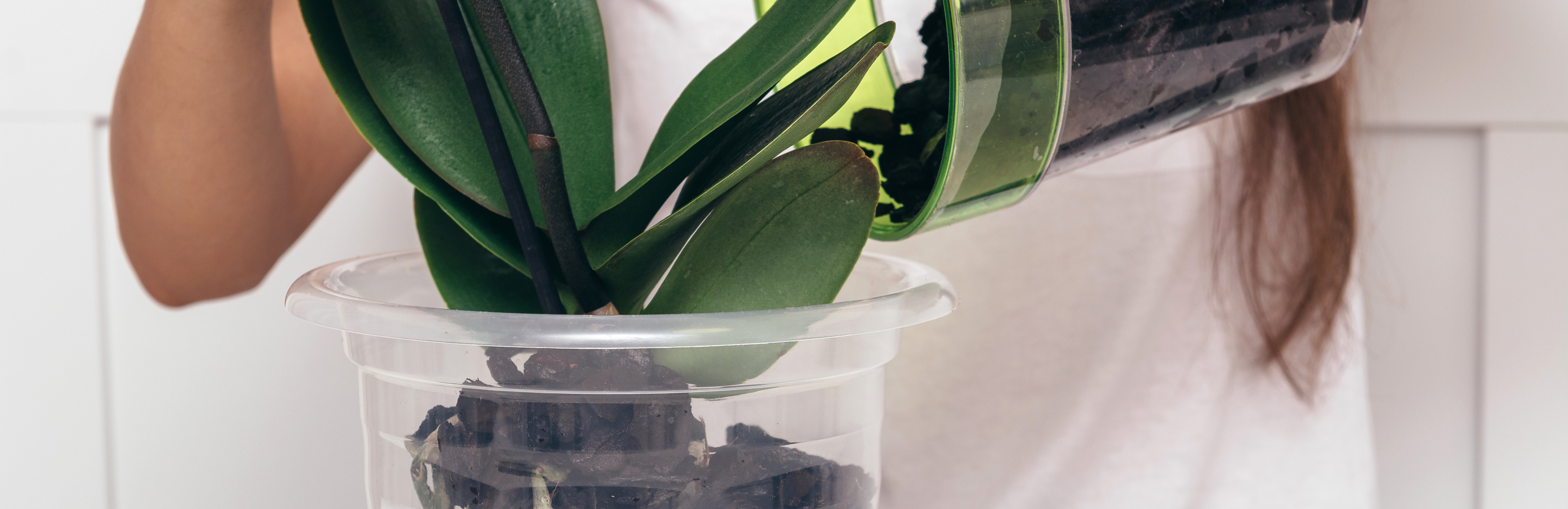  Przesadzanie storczyków