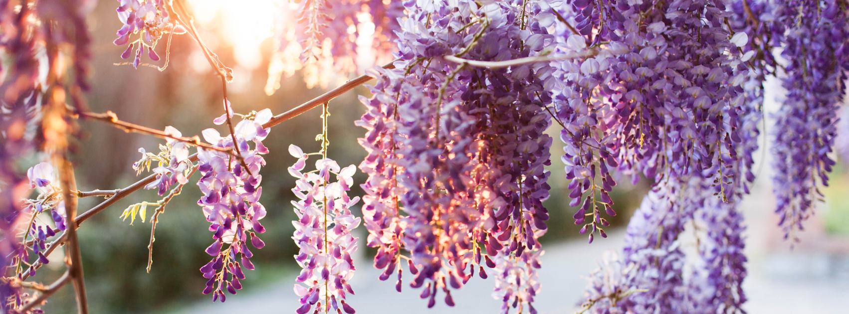 blauwregen wisteria klimplant