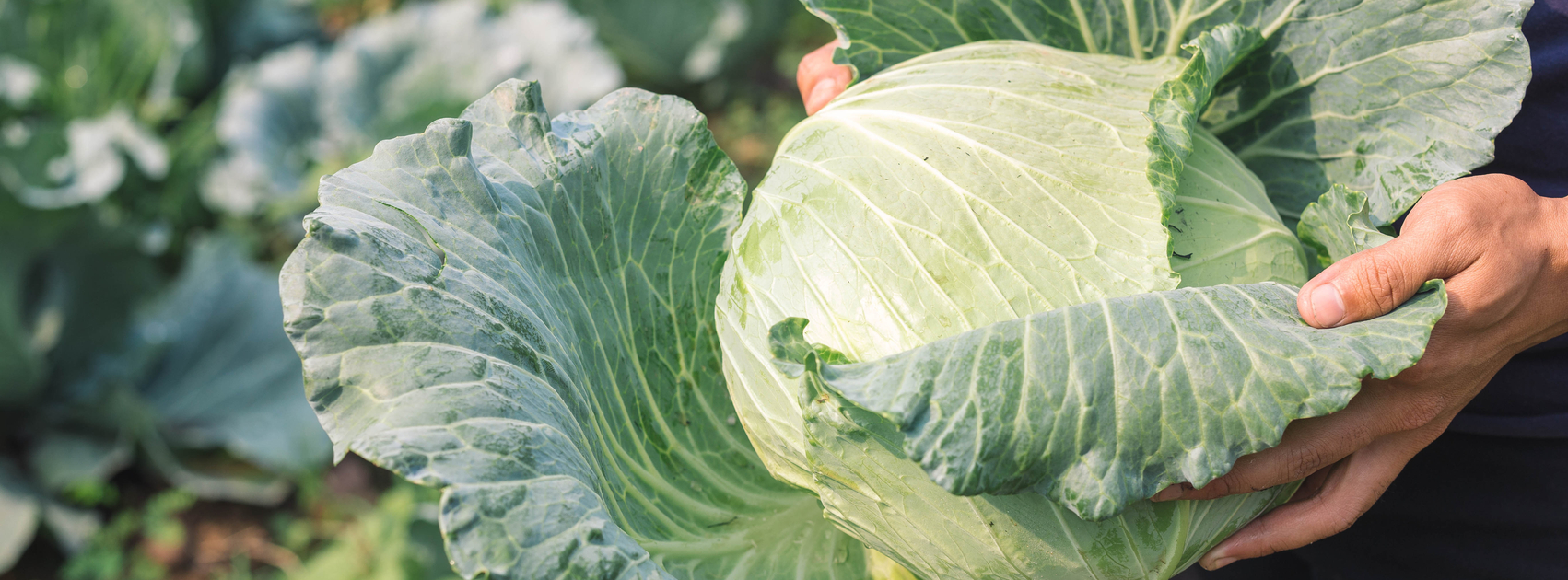 kolen in de moestuin