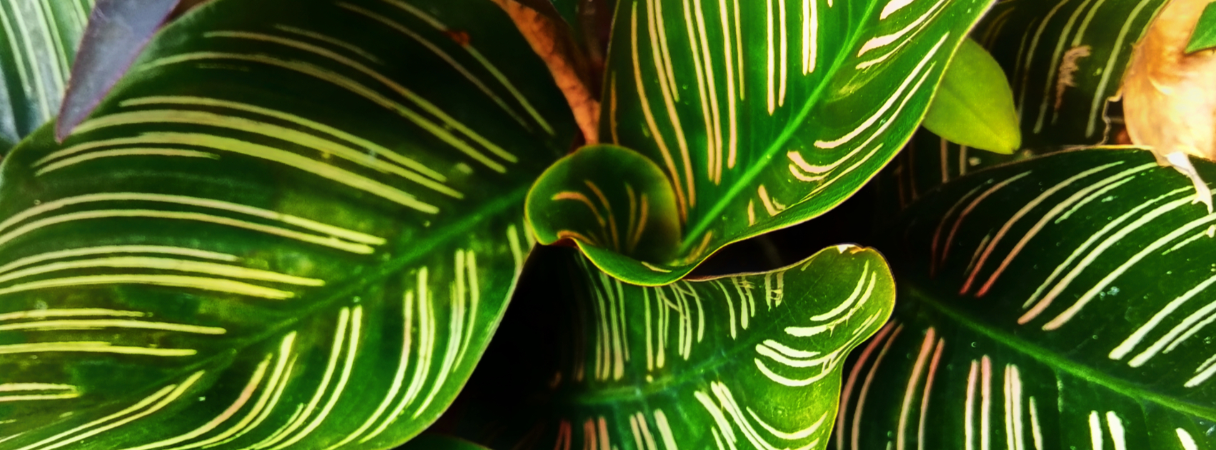 comment soigner mes plantes vertes