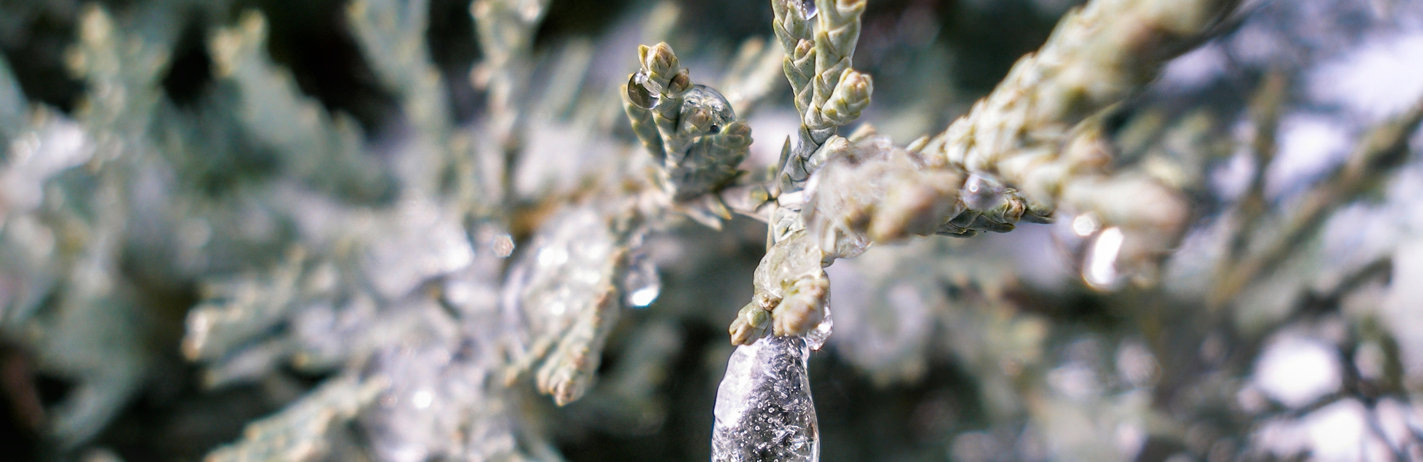  Przygotuj swoje iglaki do zimy