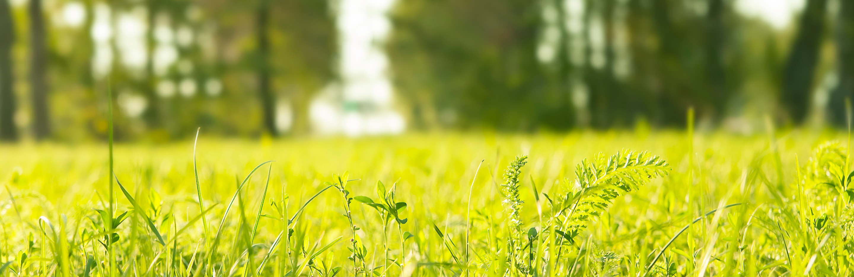 Jakie błędy popełniamy przy nawożeniu trawy?