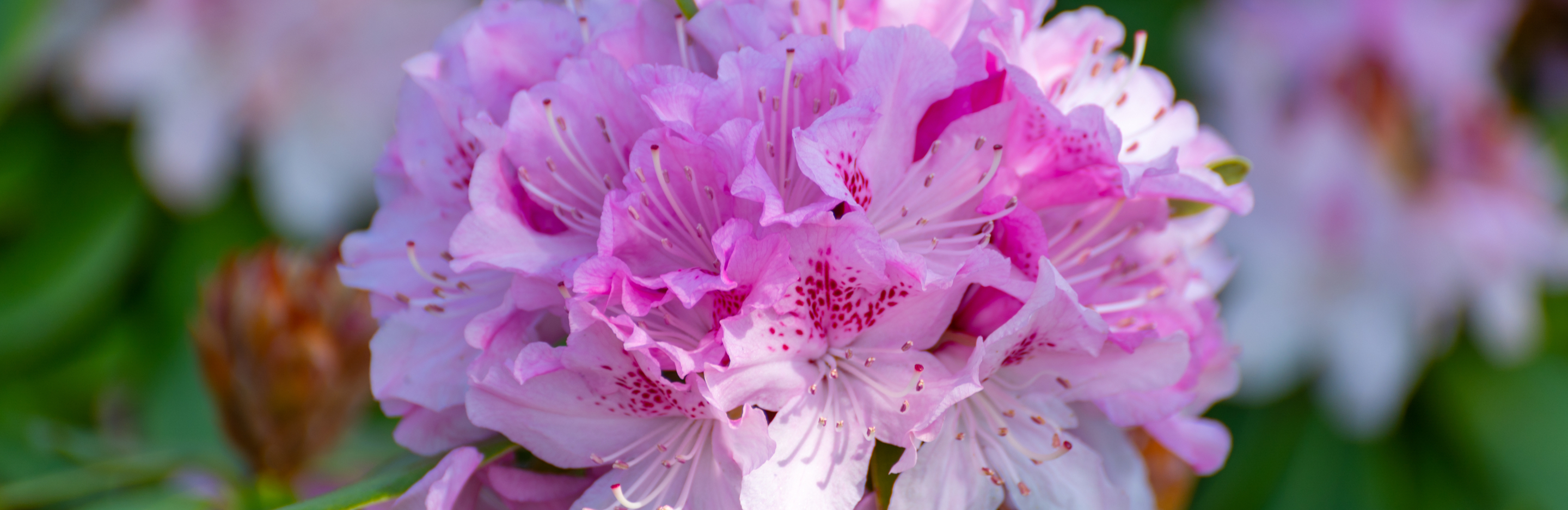 Rododendrony - podstawy pielęgnacji