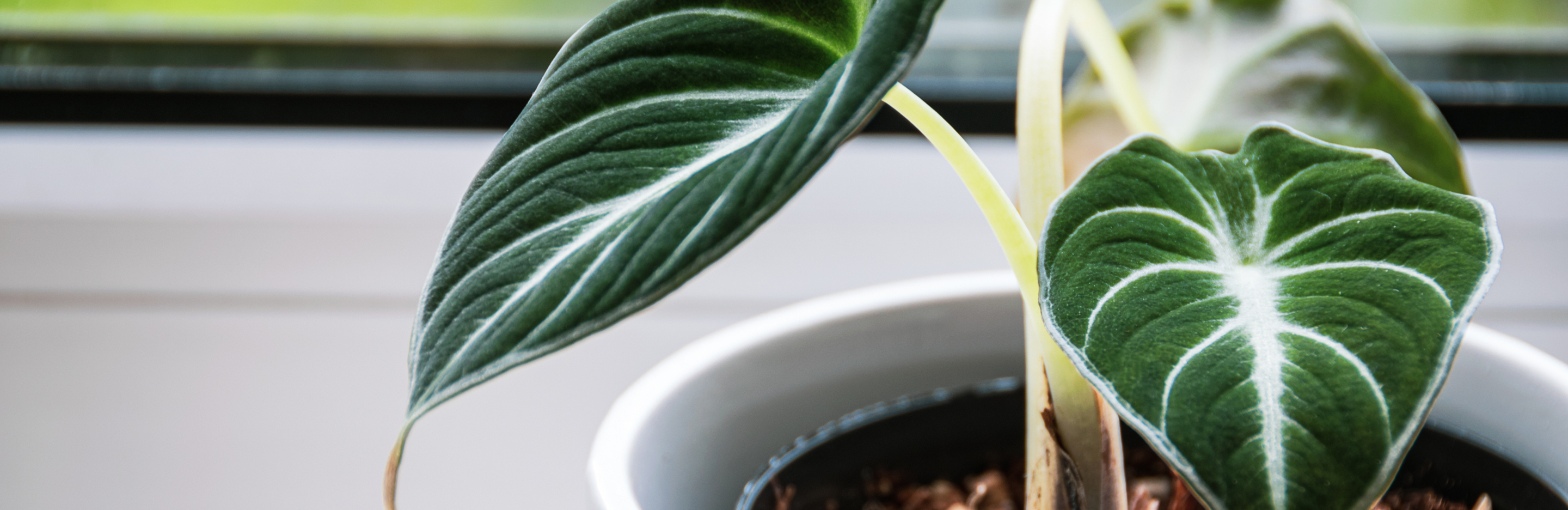 Alokazja – jak dbać o tę niezwykłą roślinę?