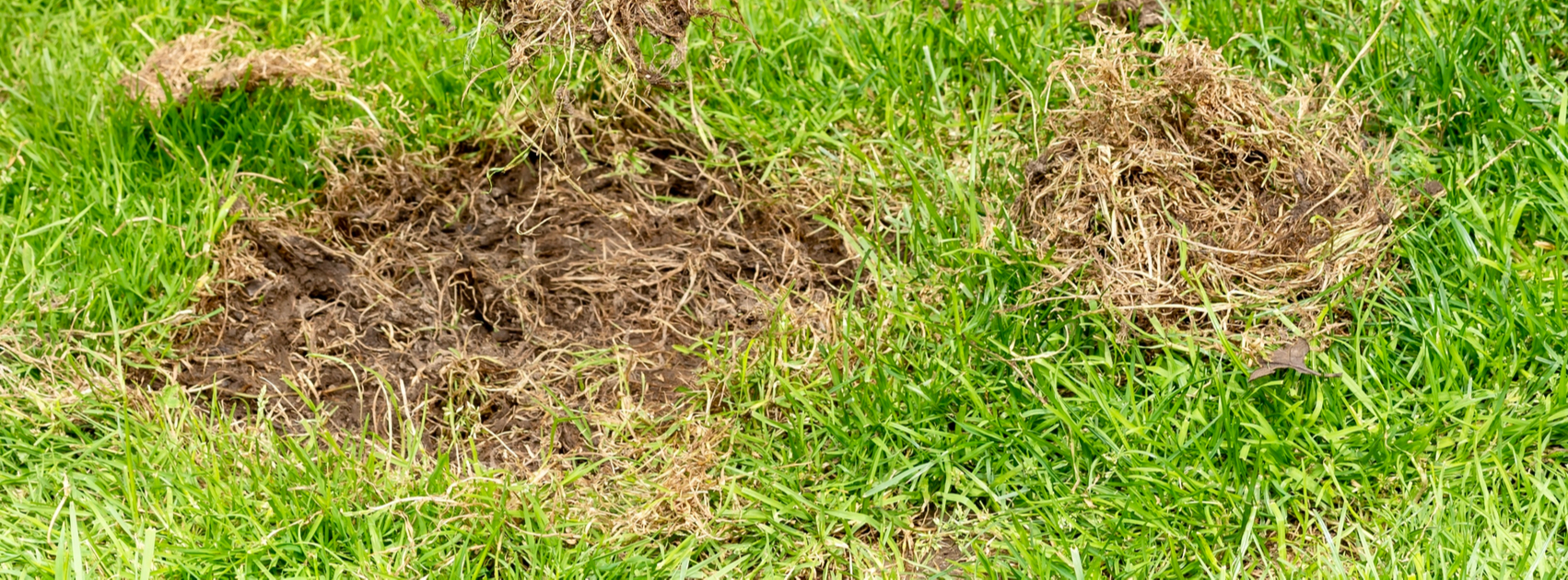 plekken in gazon herstellen