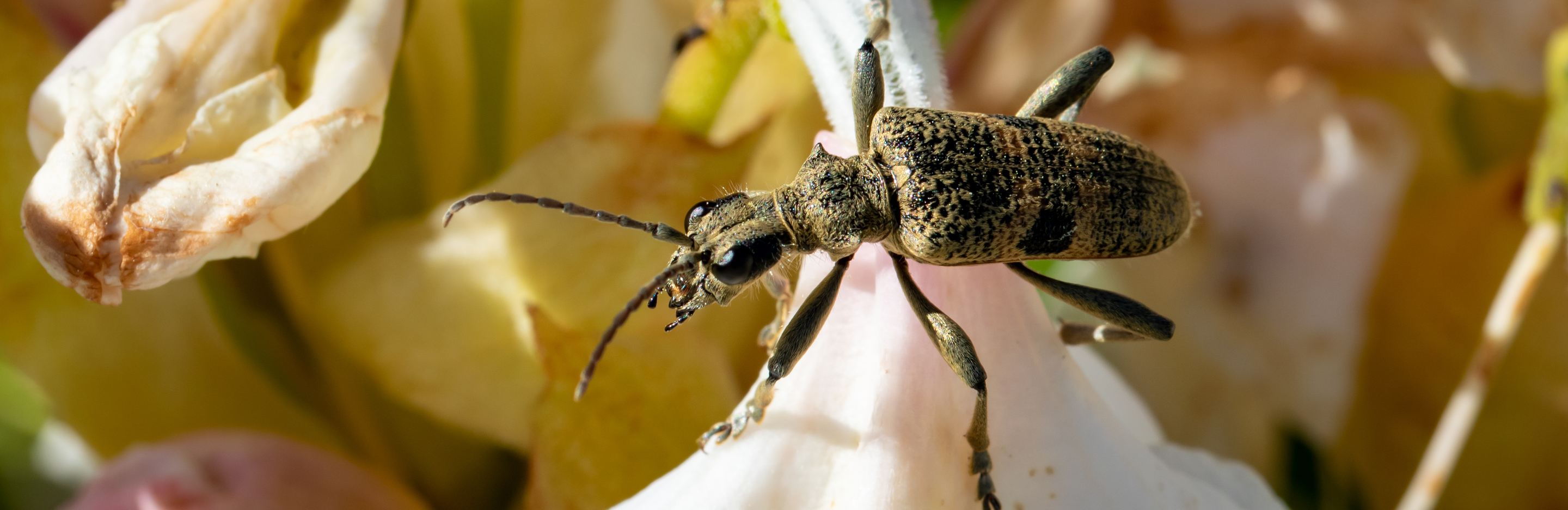 Owady na rododendronach
