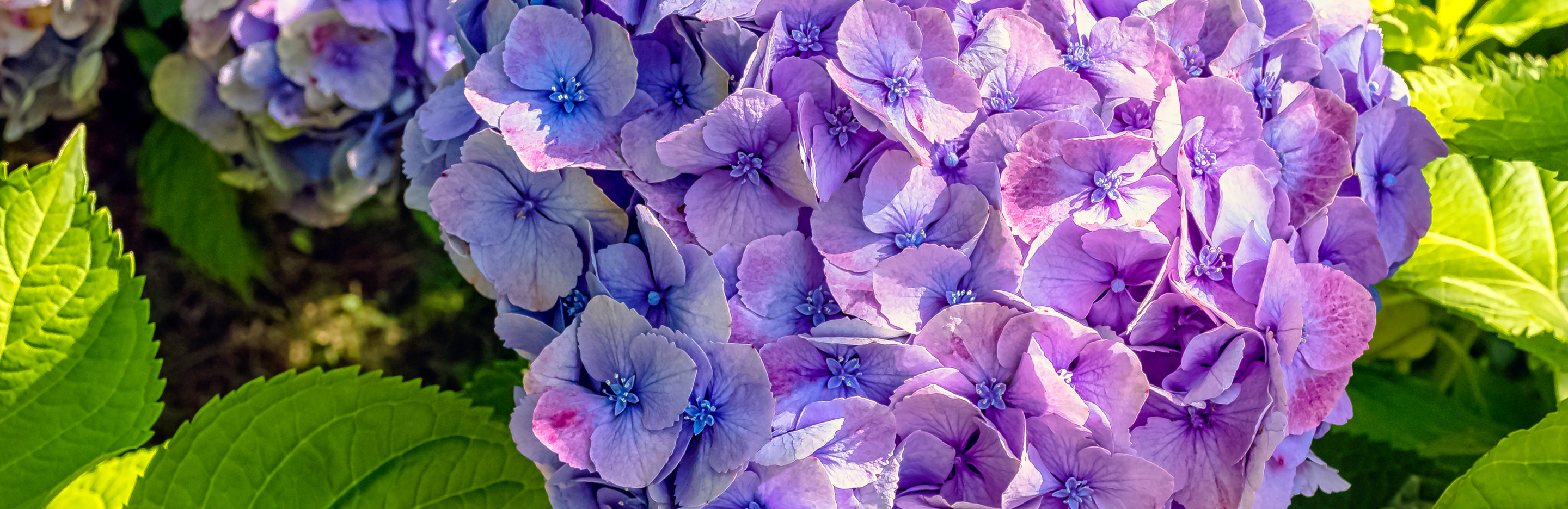  Nawożenie hortensji