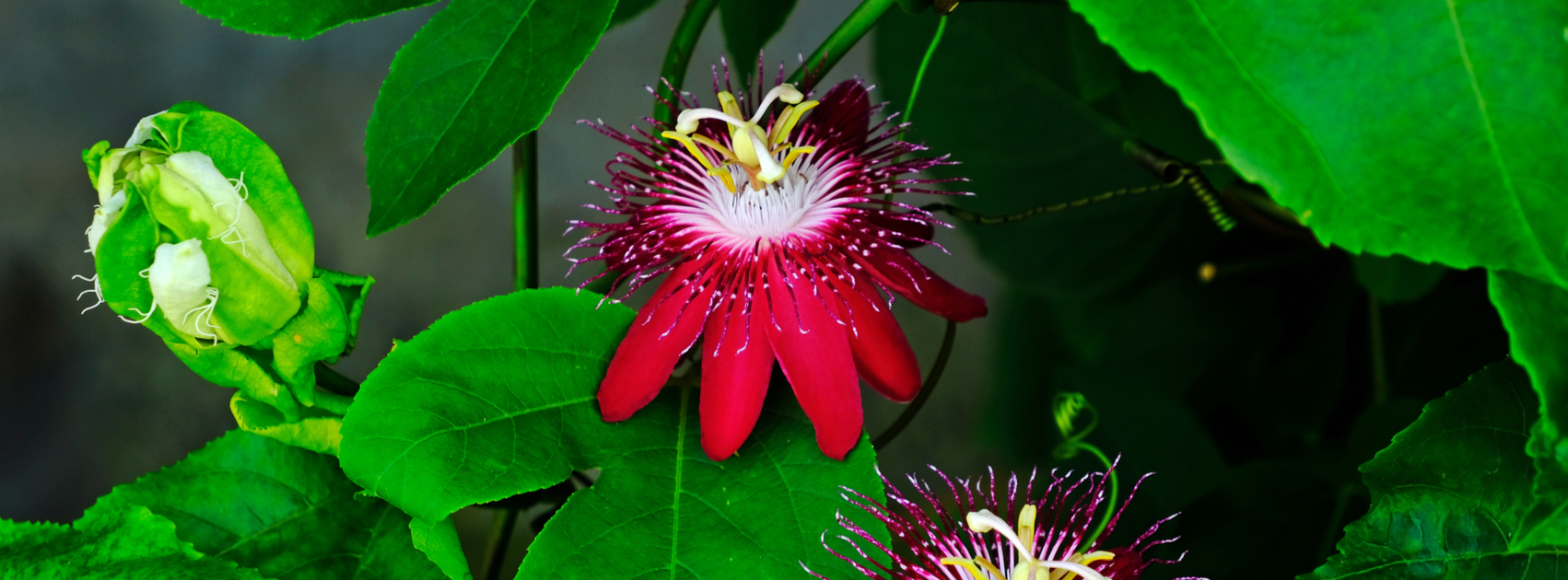 rode passiebloem passiflora