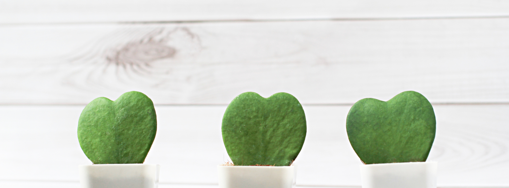 hartjesplant hoya kerri valentijn