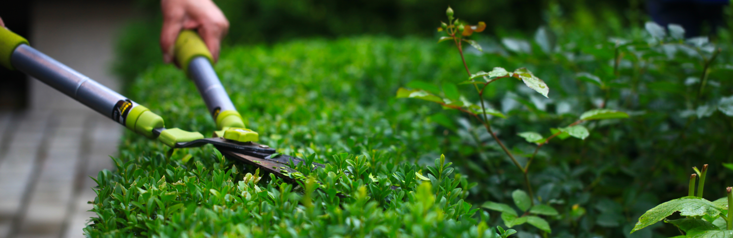 Cięcie bukszpanu – kiedy i jak przycinać bukszpan 