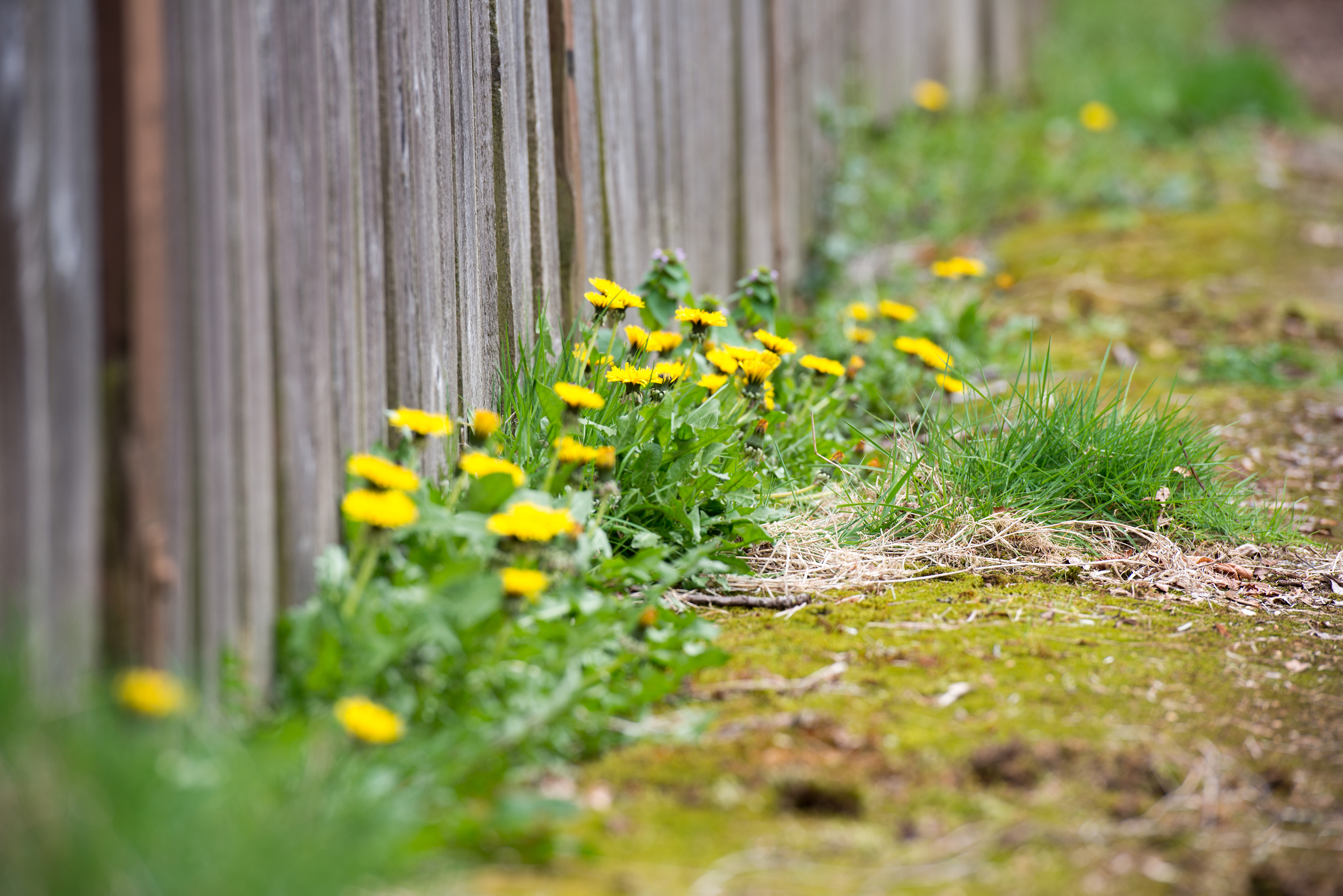 Keeping weeds in the garden down