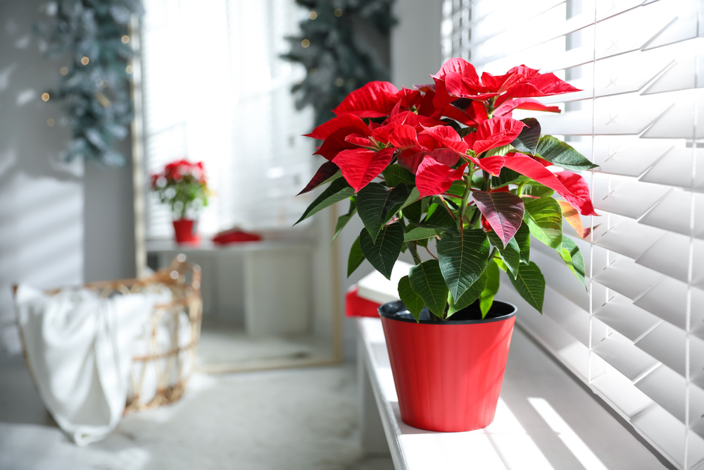 shutterstock_1881415177.jpg Culture du poinsettia