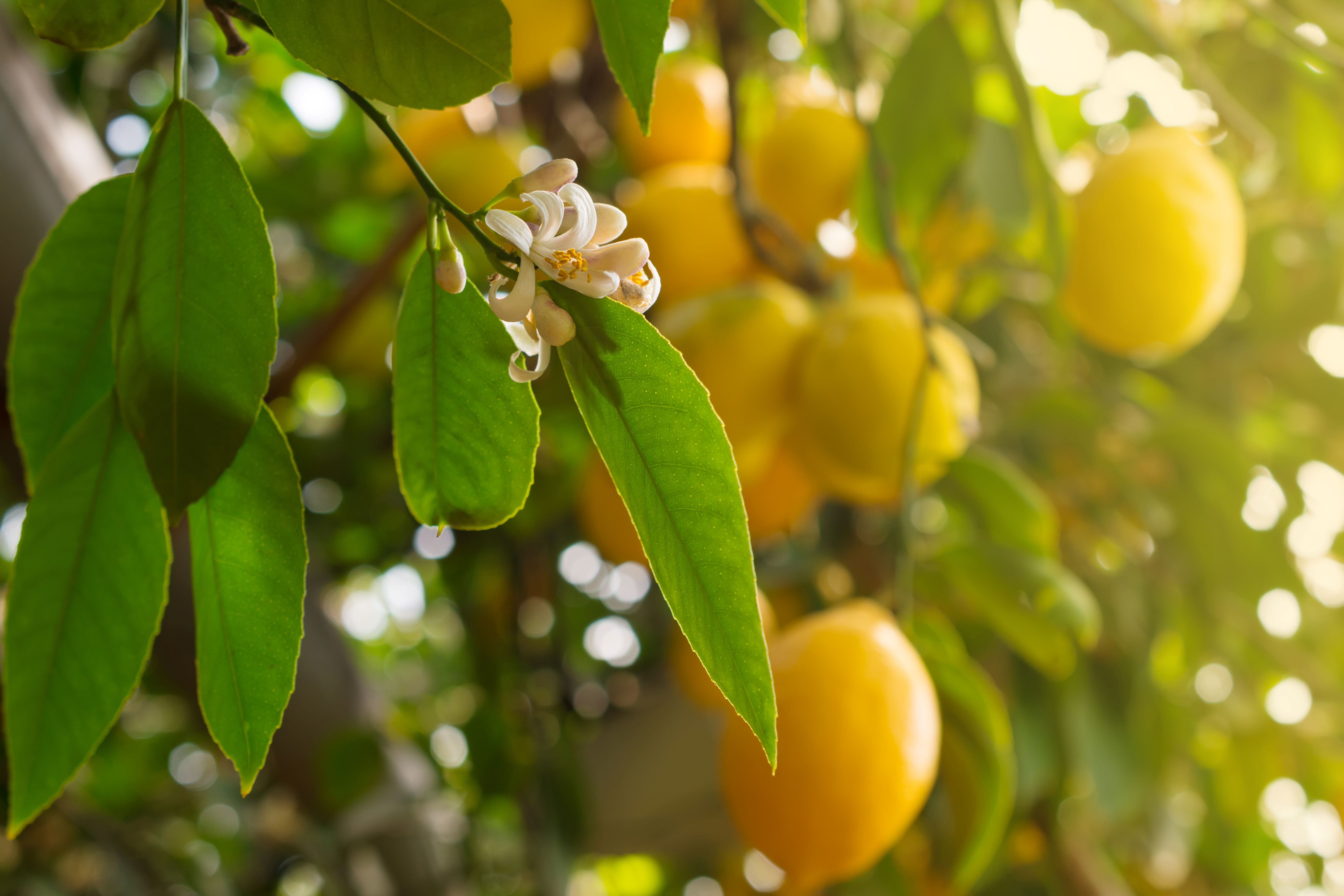 Bien entretenir les agrumes