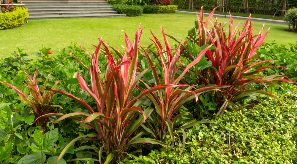 Cultiver des plantes exotiques en extérieur