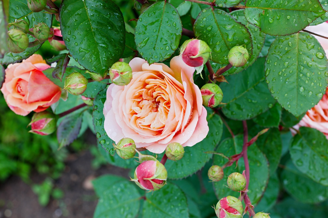 Oidium : La Pause Jardin, l&#39;oïdium ou blanc du rosier