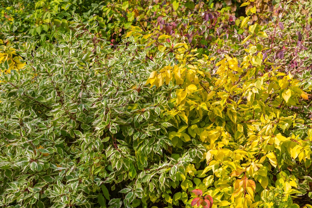 Faire pousser une haie avec peu d'entretien