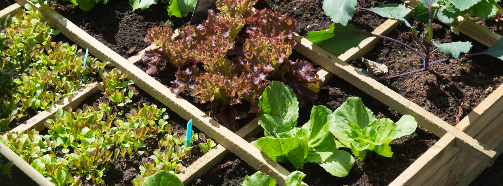 vierkantemeter moestuin