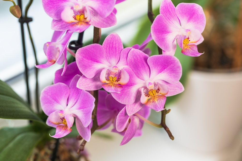 Le phalaenopsis
