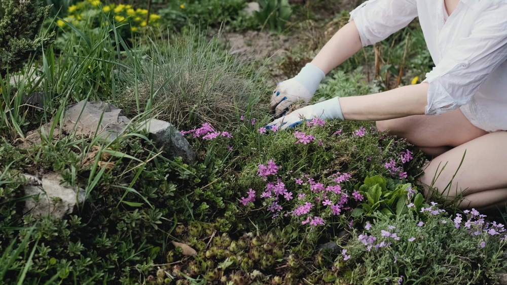 A kneeling woman weeding a flower bed