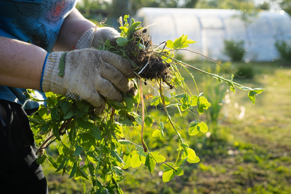 How to identify and remove thuggish perennial weeds
