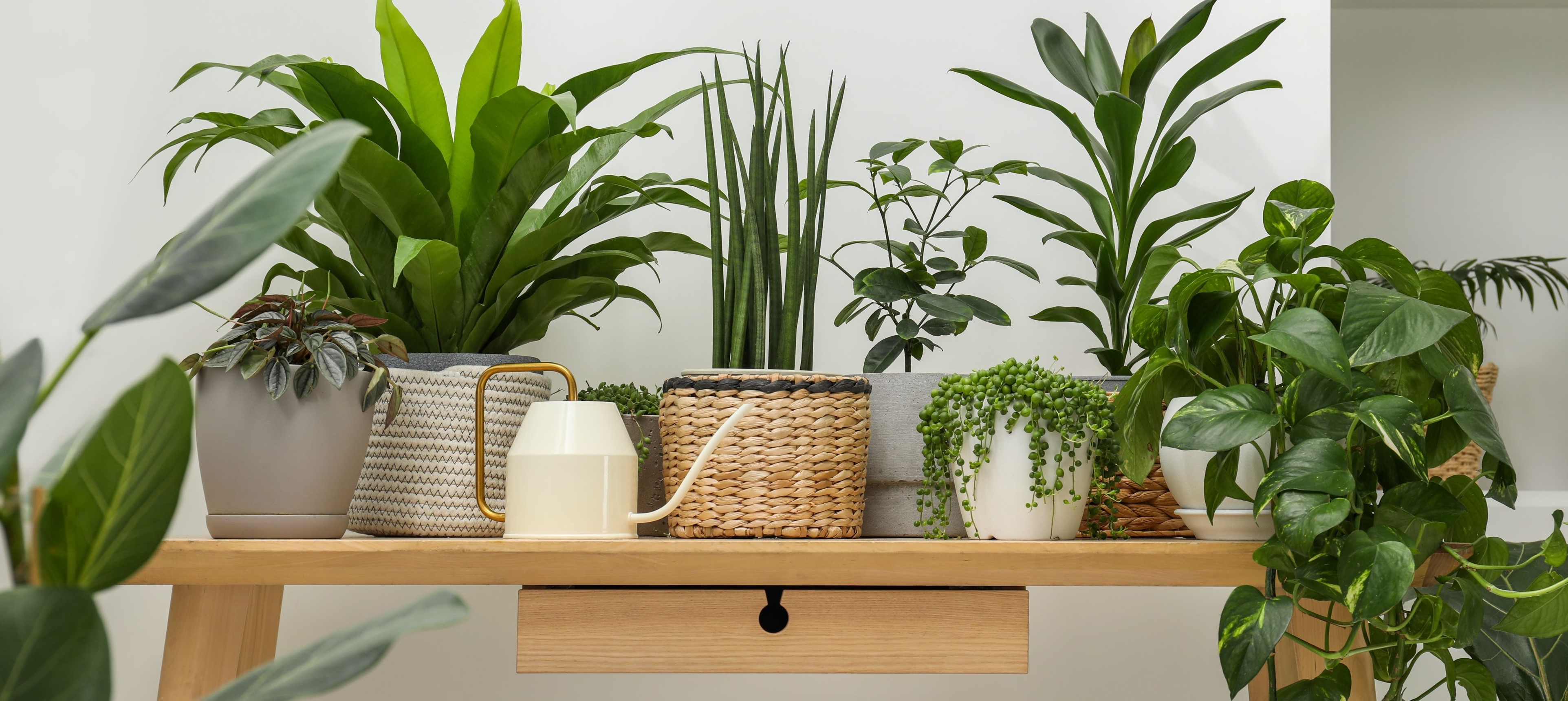 Comment entretenir les plantes d'intérieur