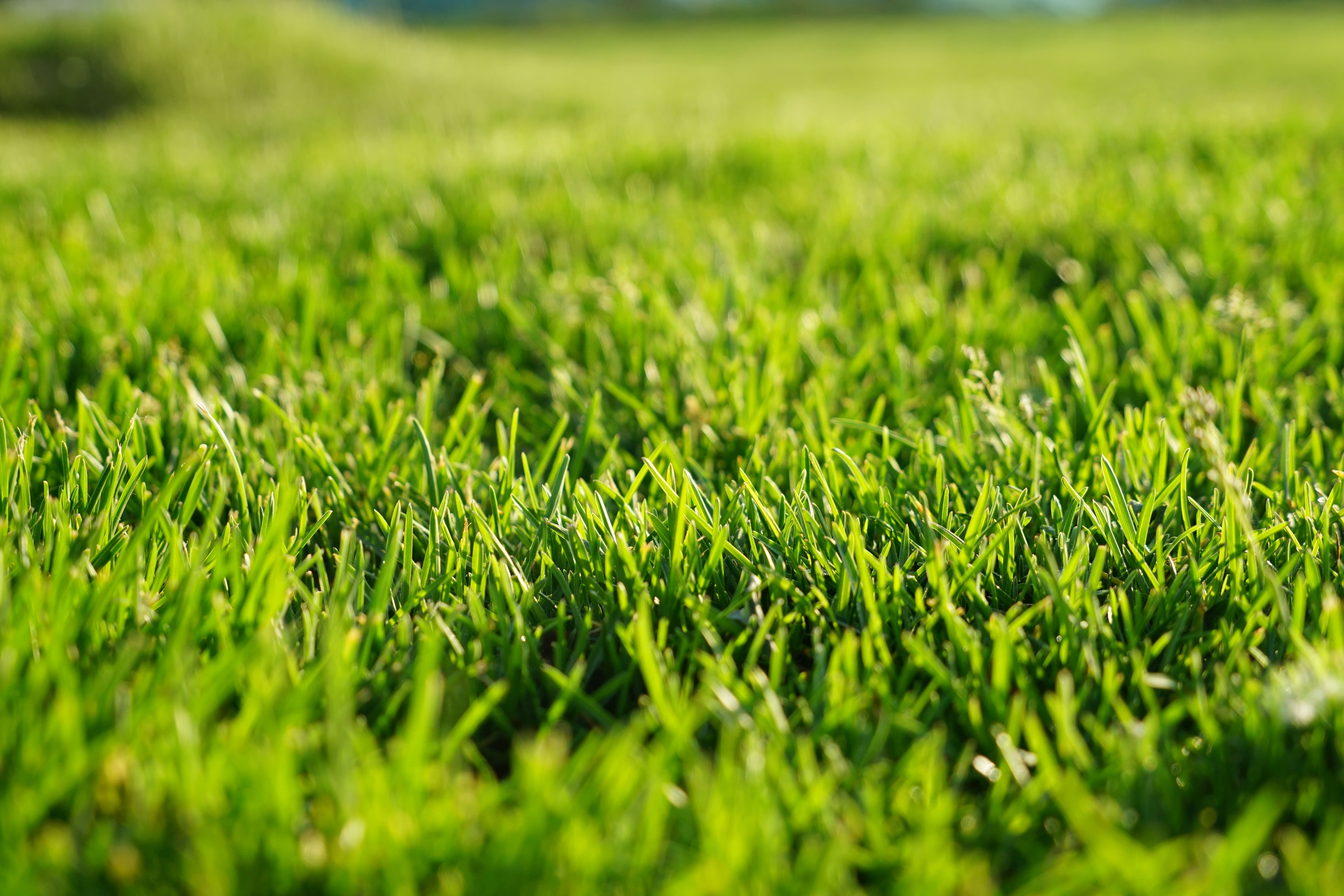 Close-up of thick green lawn