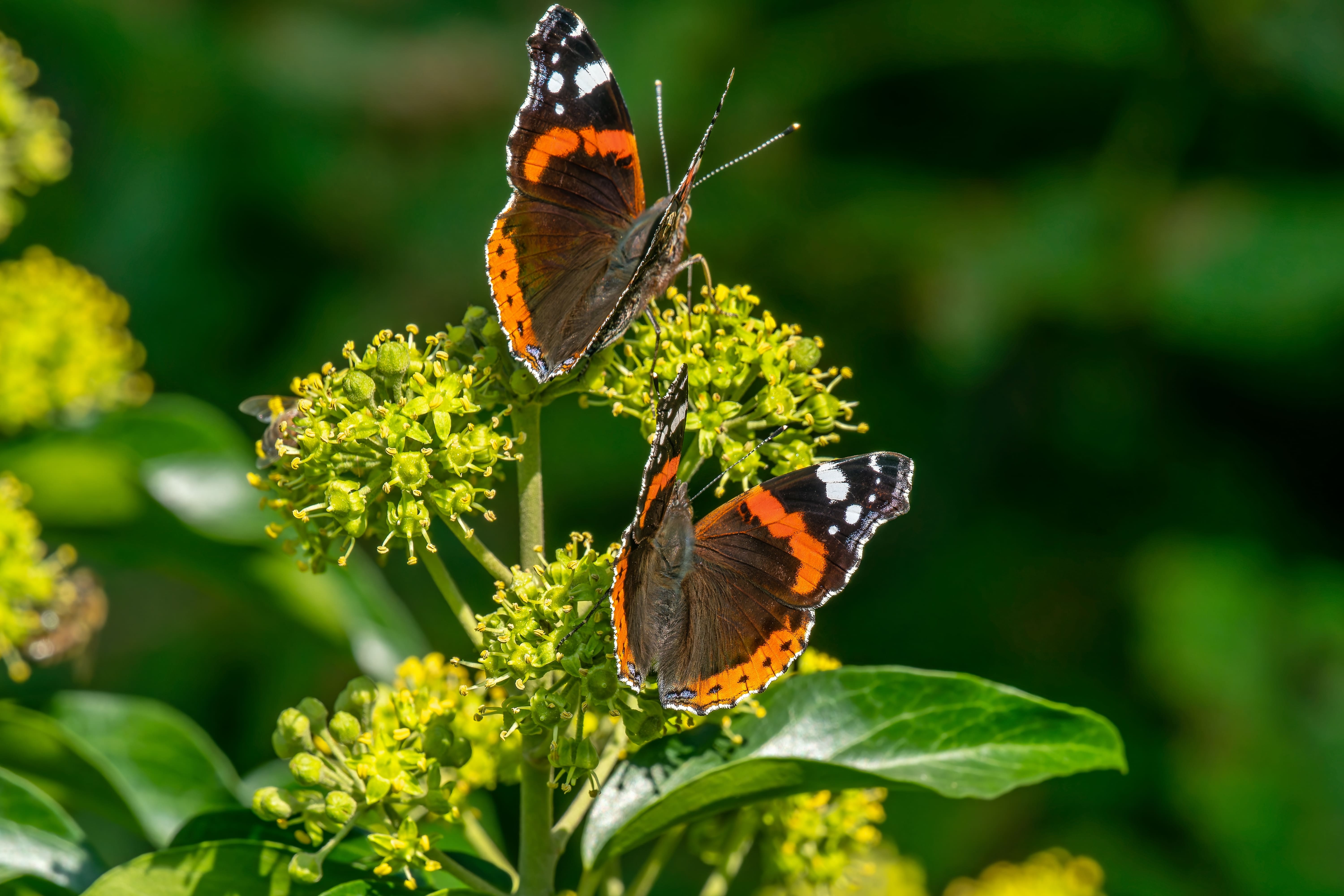 Zwei Admiral-Schmetterlinge trinken gerne den Nektar aus den gelb-grünlichen Efeublüten.